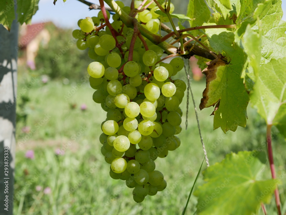 ripe green grapes on a vine with leaves on a grass background on a Sunny summer day. fresh fruit. natural vitamin. this ecological and vegetarian food.