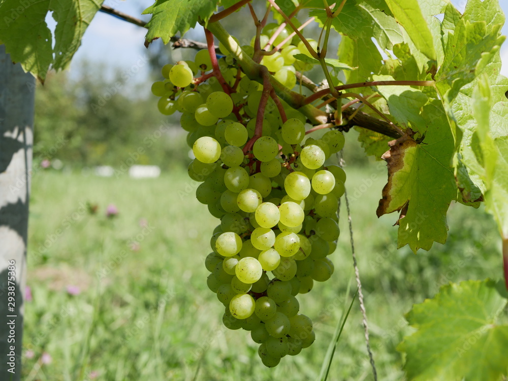 ripe green grapes on a vine with leaves on a grass background on a Sunny summer day. fresh fruit. natural vitamin. this ecological and vegetarian food. ripe green grapes on a vine with leaves on a grass background on a Sunny summer day. fresh fruit. natural vitamin. this ecological and vegetarian food.