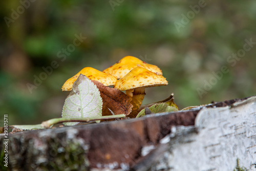  Armillaria ostoyae,  wood decaying fungus on tree trunk with fallen leaves photo