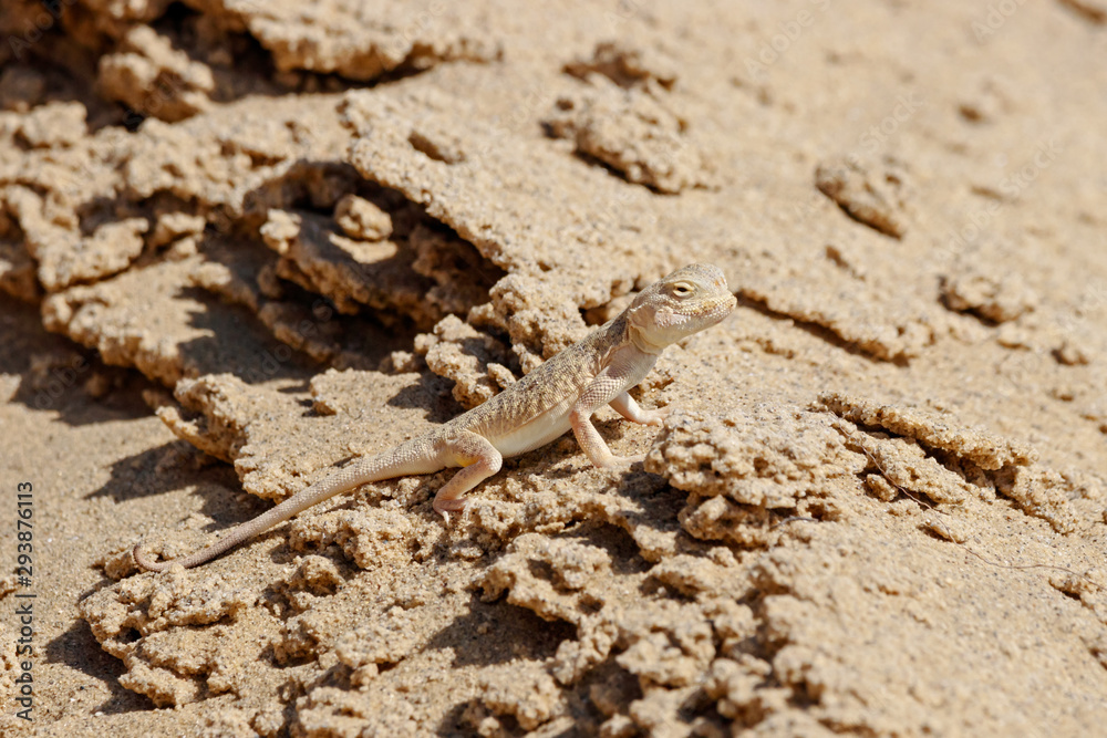 Toadhead agama Phrynocephalus mystaceus on a sand dune in Dagestan. Lizard in wildlife.