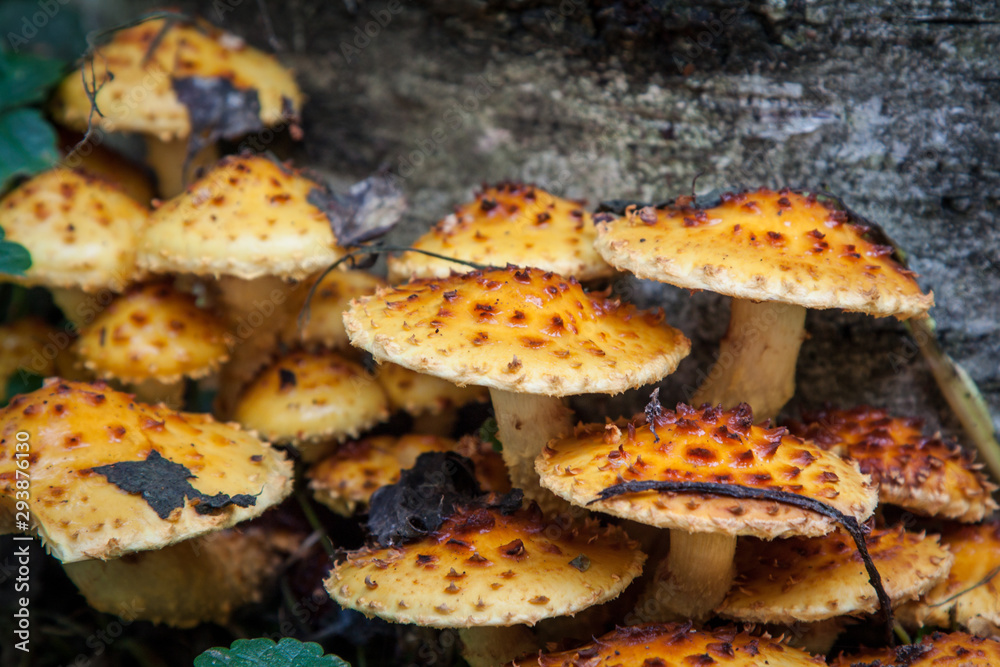Armillaria ostoyae, wood decaying fungus on tree trunk with fallen leaves Armillaria ostoyae, wood decaying fungus on tree trunk with fallen leaves