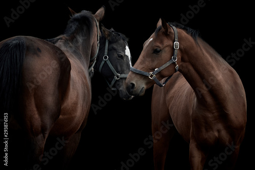 Close-up of brown horses isolated on black background © Thomas Marx
