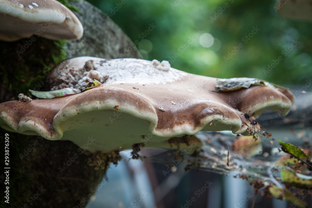 Pictoporus betulinus,.wood decaying fungus on a tree trunk