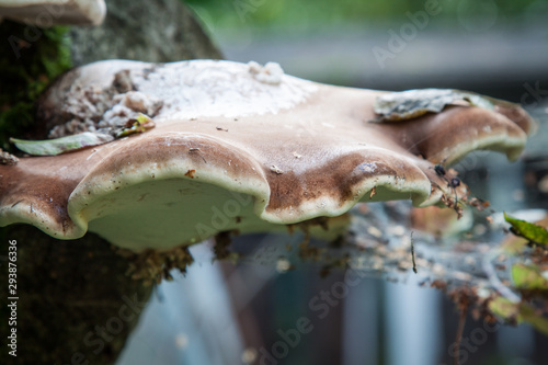 Pictoporus betulinus,.wood decaying fungus on a tree trunk