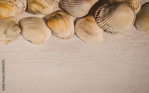 Seashells on wooden background,Copy space for text
