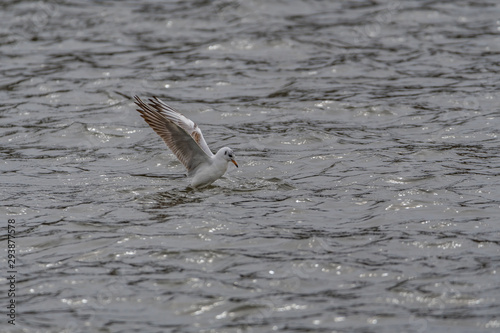 black headed gulls by the river