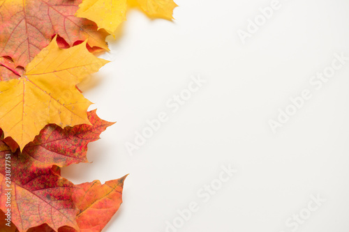 Beautiful autumn leaves on a white background