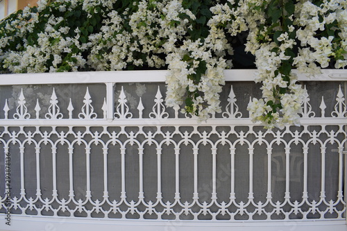 white picket fence with white bougainvillea in bloom