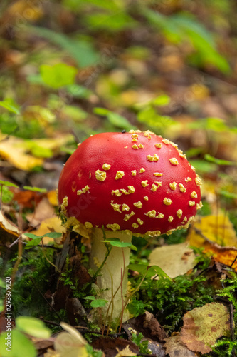 Fly agaric in the forest