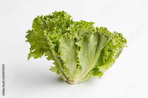Single head of green oak lettuce centered and isolated on a white background.