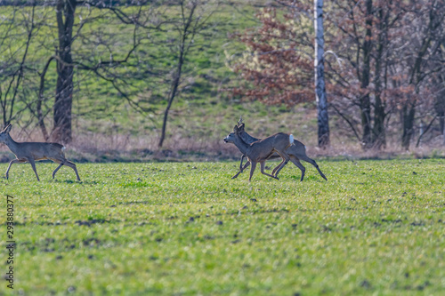 roe deer in the fields