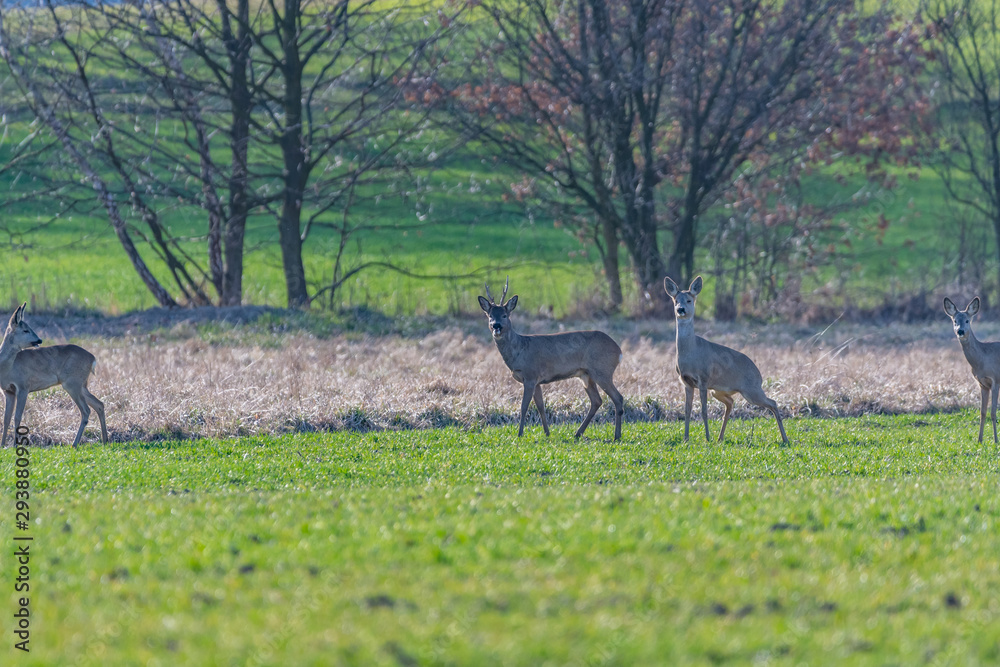 Naklejka premium roe deer in the fields