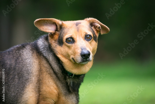 Φωτογραφία A severely overweight Welsh Corgi mixed breed dog with floppy ears