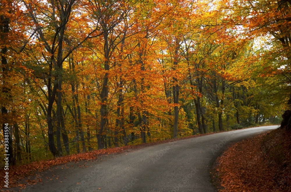 Autumn in the mountain Pagaio Greece Autumn in the mountain Pagaio Greece
