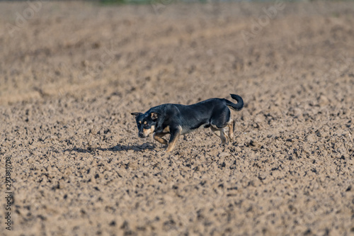 a stray dog running across baren field photo