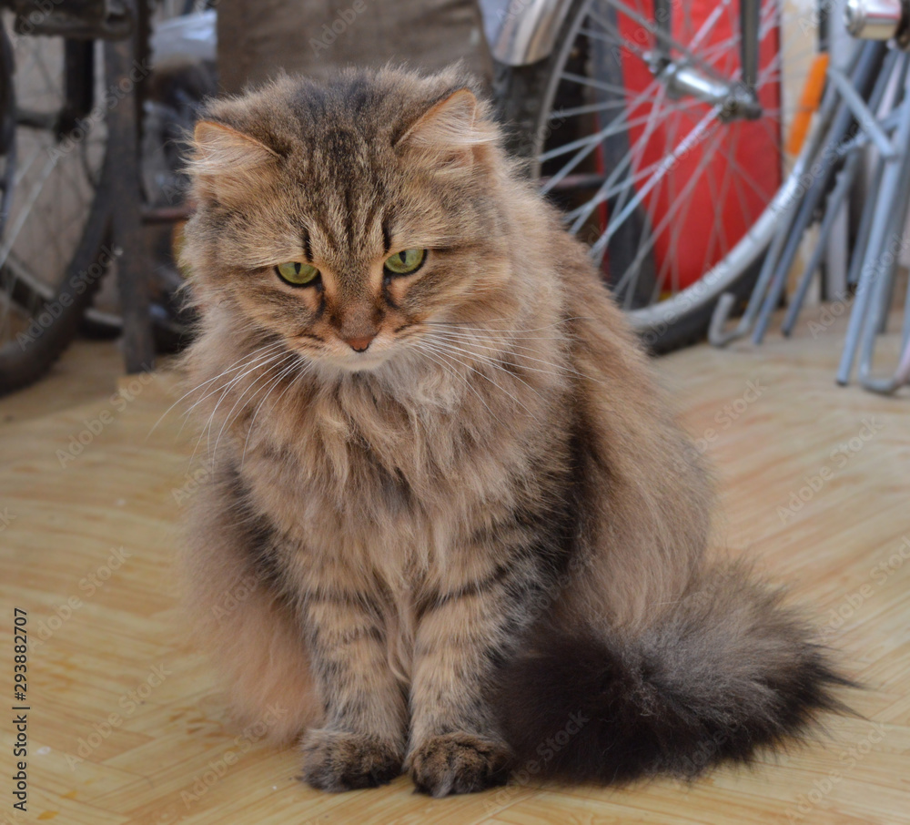 a beautiful fluffy cat sits on the floor thoughtfully looking away