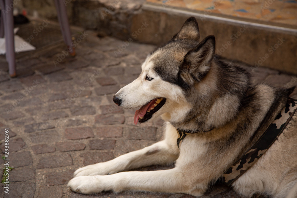 portrait of a dog