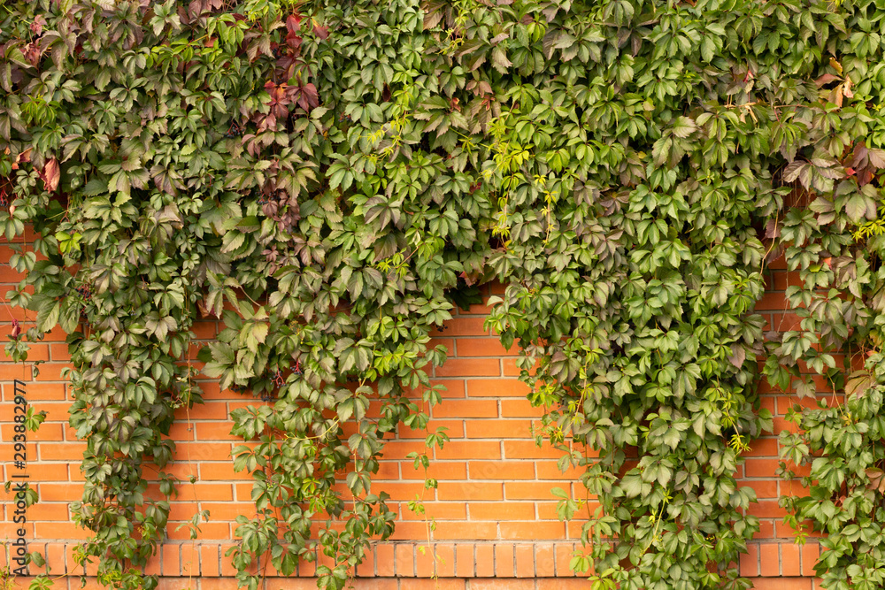Grape leaves on a brick fence