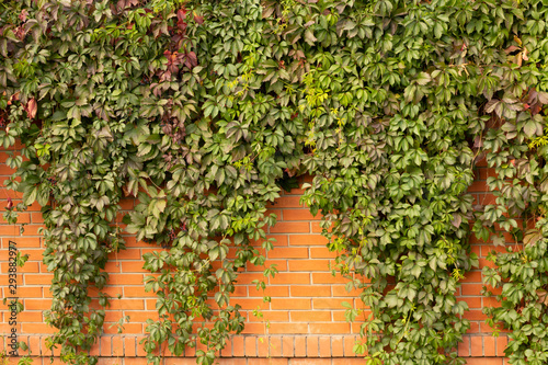 Grape leaves on a brick fence © Sergei