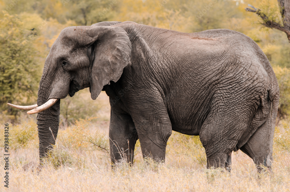 Fototapeta premium A male African elephant (Loxodonta africana) walking through the tall grass and shrubs in Kruger National Park, South Africa