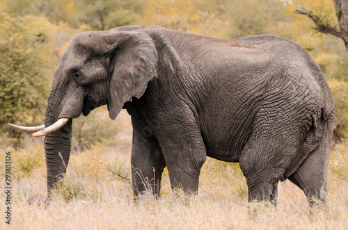 A male African elephant  Loxodonta africana  walking through the tall grass and shrubs in Kruger National Park  South Africa