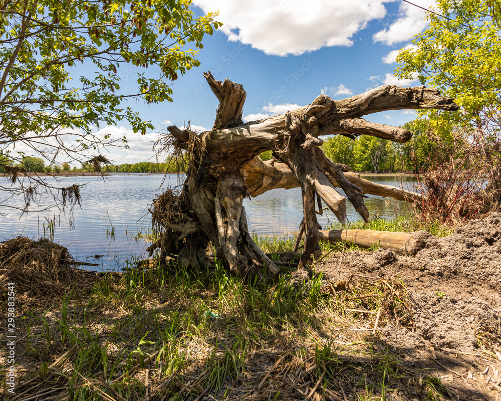 tree on the beach