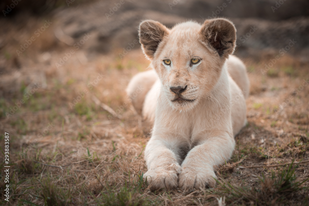 A white lion cub (leo panthera) lying in the grass angled towards the camera A white lion cub (leo panthera) lying in the grass angled towards the camera
