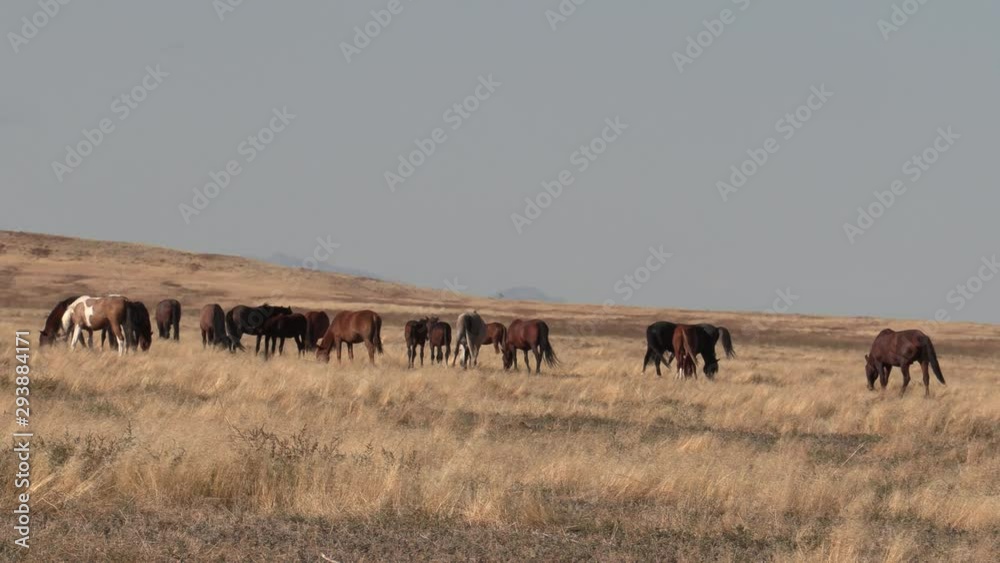 Wild Horses in the Utah Desert in Autumn Wild Horses in the Utah Desert in Autumn