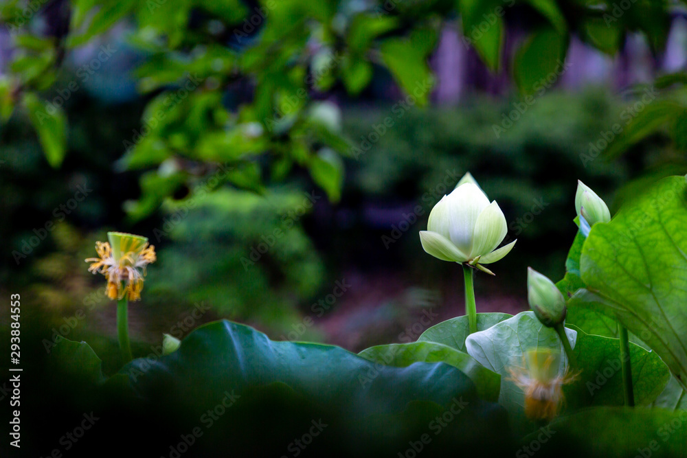 Obraz premium ハスの花