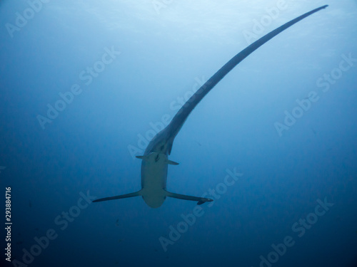 Fotografía A thresher shark shows it's signature long tail fin