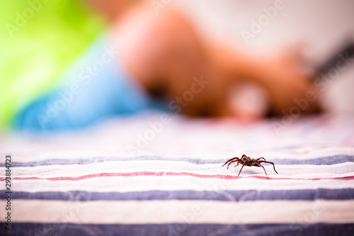 poisonous spider near a child, brown spider walking on the bed, arachnophobia concept, fear of the spider. Spider Bite.