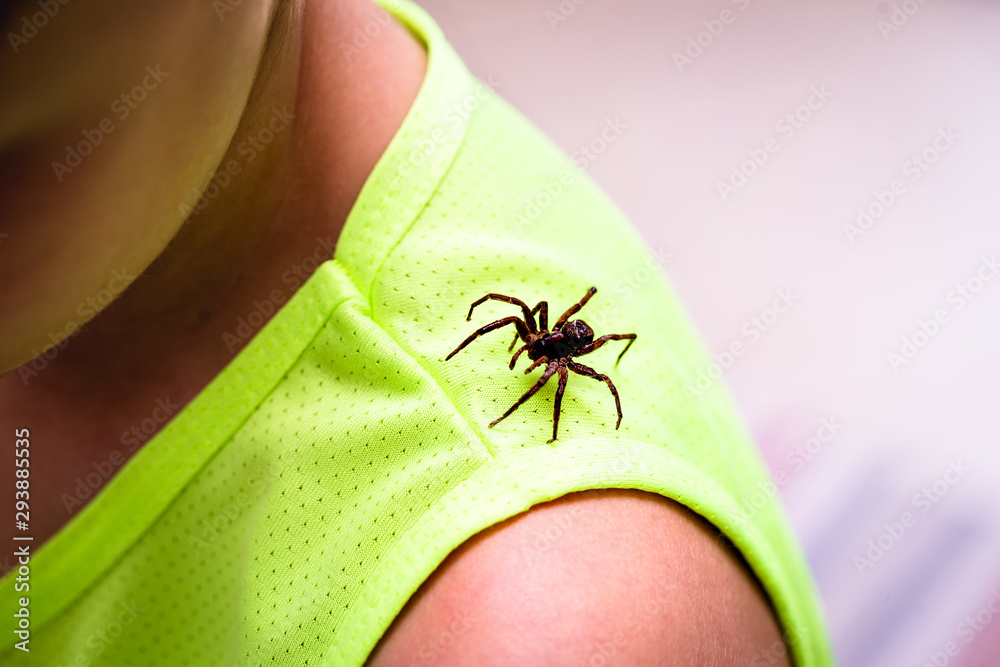 brown house spider, over the shoulders of a child, childish danger. residential detection required. brown house spider, over the shoulders of a child, childish danger. residential detection required.