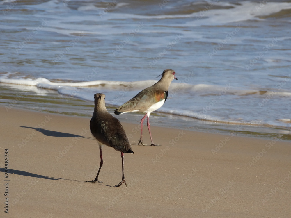 Seagull at Guarabari Beach - Espirito Santo - Brazil Seagull at Guarabari Beach - Espirito Santo - Brazil