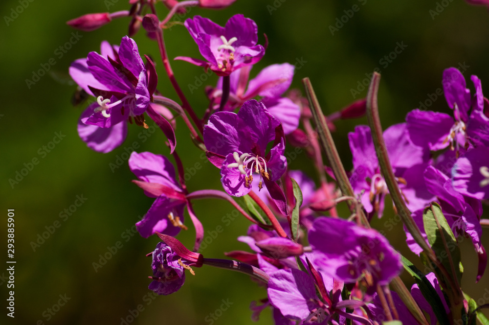Flower in mountainous steppe  