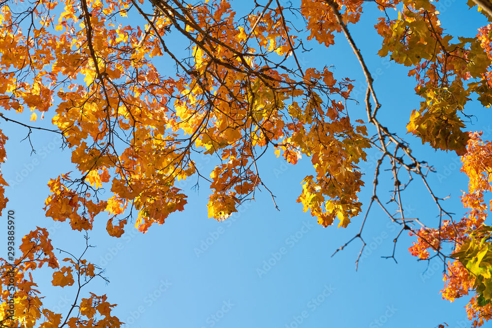 Bright yellow and orange leaves on branches of autumn tree against a blue sky. Copy space. Bright yellow and orange leaves on branches of autumn tree against a blue sky. Copy space.