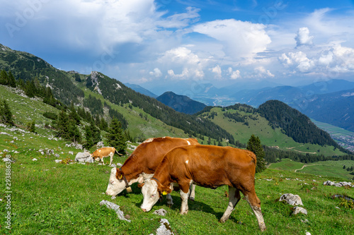 Cows grazing in tyrol alm Austria on the mountains milk cheese advertisement