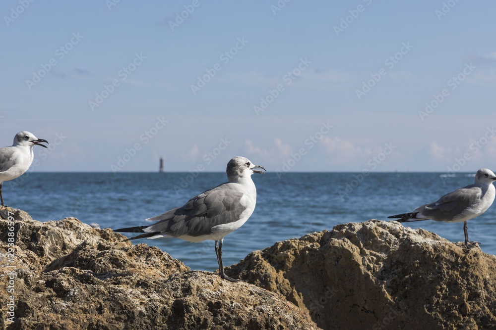 Close up view of cute seagulls standing on rocks with blue ocean water on background. Close up view of cute seagulls standing on rocks with blue ocean water on background.
