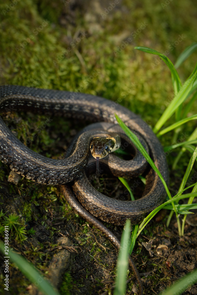 Natrix, Snake, Colubridae in the forest, close up. Natrix, Snake, Colubridae in the forest, close up.