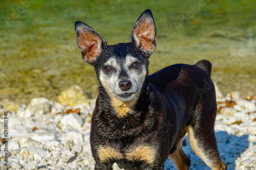 PORTRAIT: Greying miniature pinscher looks at camera while standing at a lake.