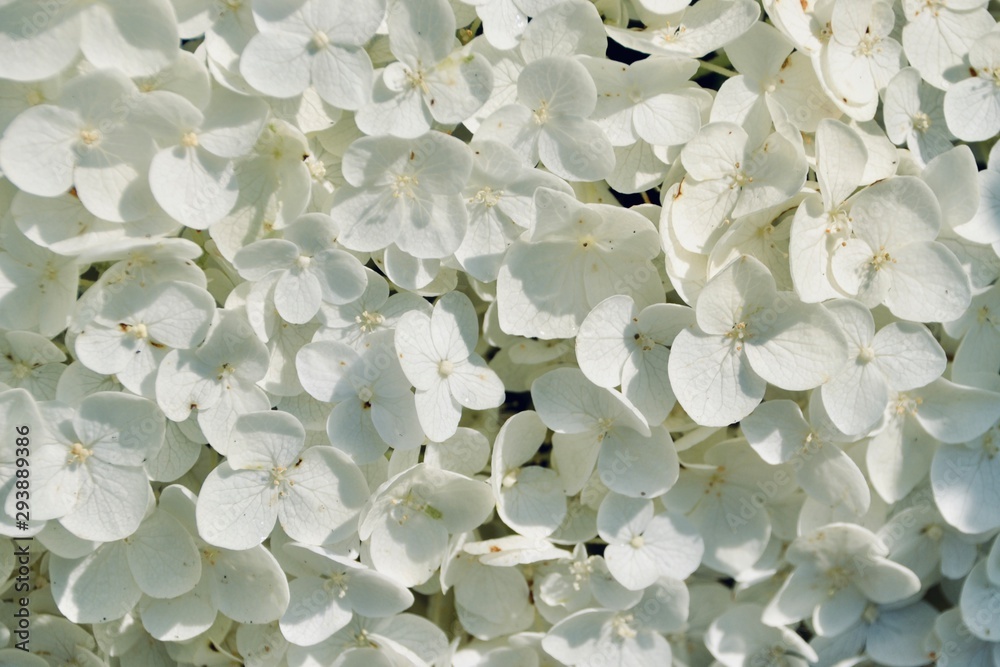 Hydrangea Hydrangea