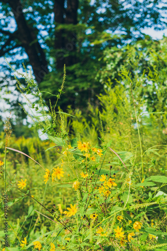 Fototapeta Naklejka Na Ścianę i Meble -  prairie field meadow of yellow daisy sunflower flowers	