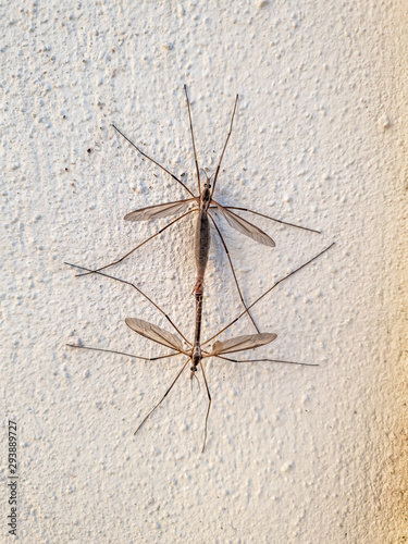 Two gnats copulating in a wall in the summer