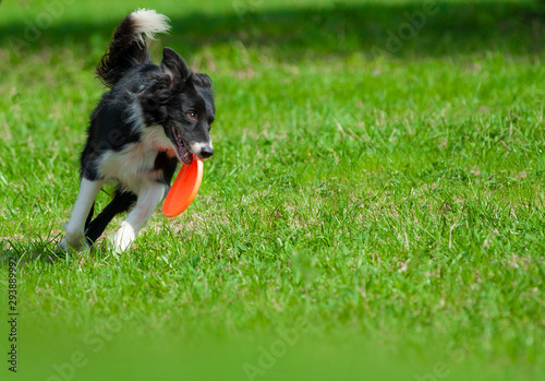 Obraz na płótnie Border collie with frisbie disc w salonie