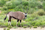 common antelope Gemsbok, Oryx gazella in Kalahari after rain season with green grass. Kgalagadi Transfrontier Park, South Africa wildlife safari