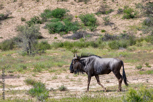 wild Blue Wildebeest Gnu in Kalahari, green desert after rain season. Kalahari Transfrontier Park, South Africa wildlife safari
