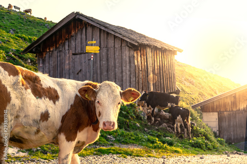 Cow looking at the camera in tyrol alm Austria on the mountains sunrise over the hut hütte barn