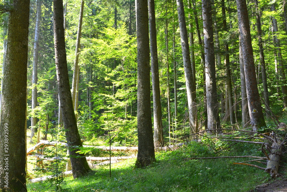 Forest Codlea. Typical landscape in Transylvania, Romania. Green landscape in the midsummer, in a sunny day Forest Codlea. Typical landscape in Transylvania, Romania. Green landscape in the midsummer, in a sunny day