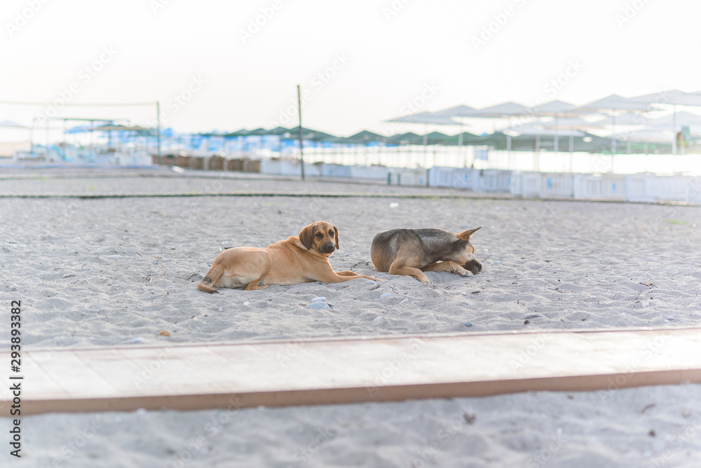 Naklejka premium Two friendly dogs relax on sandy tropical beach near the blue sea.