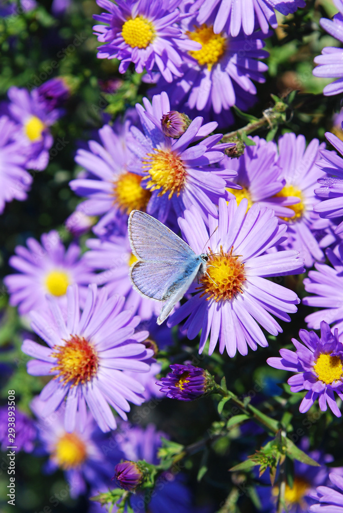 little blue butterfly on bright autumn asters little blue butterfly on bright autumn asters