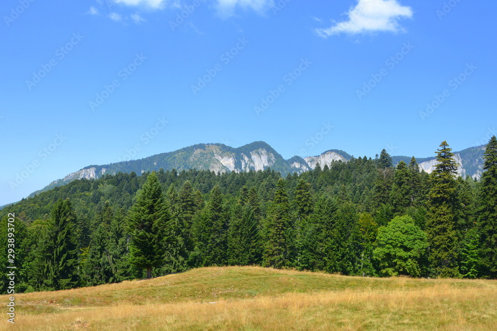 Wonderful landscape in the forests of Transylvania, Romania. Green landscape in the midsummer, in a sunny day
